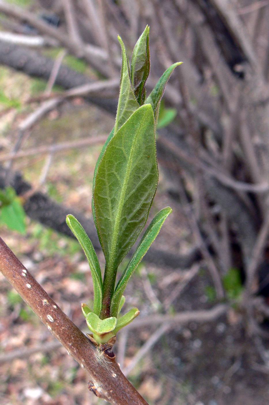 Изображение особи Syringa josikaea.