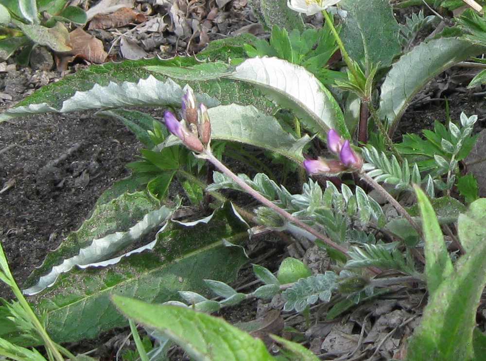 Image of Oxytropis revoluta specimen.