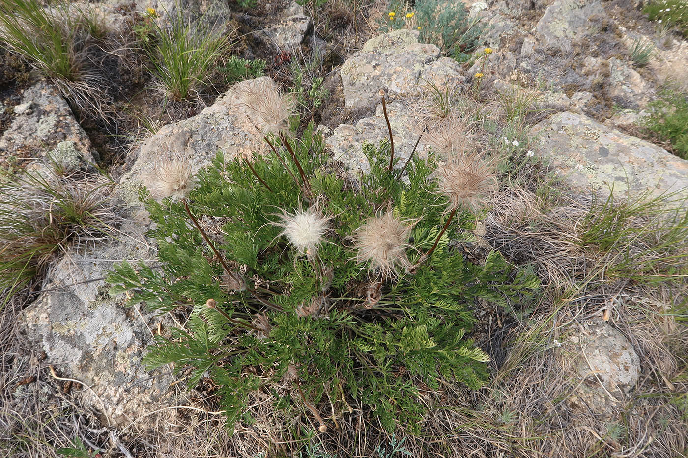 Image of Pulsatilla tenuiloba specimen.