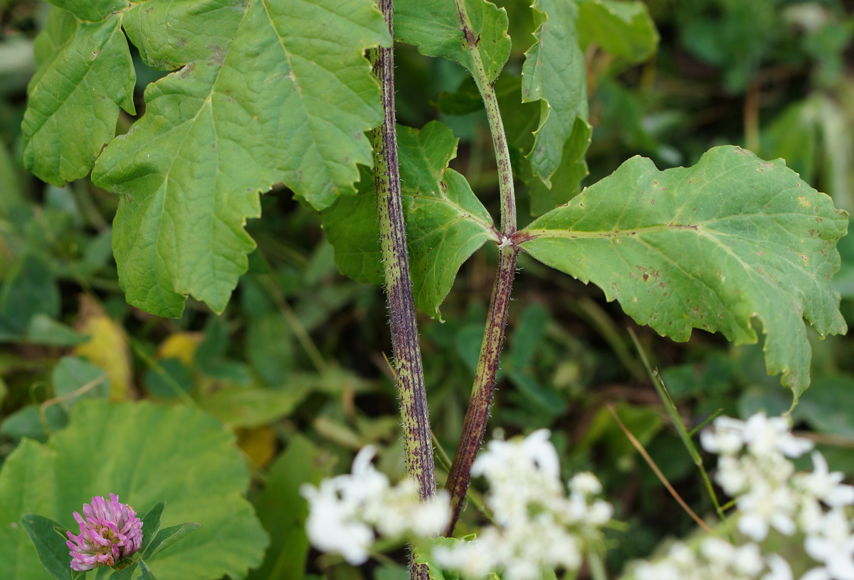 Image of Heracleum sosnowskyi specimen.