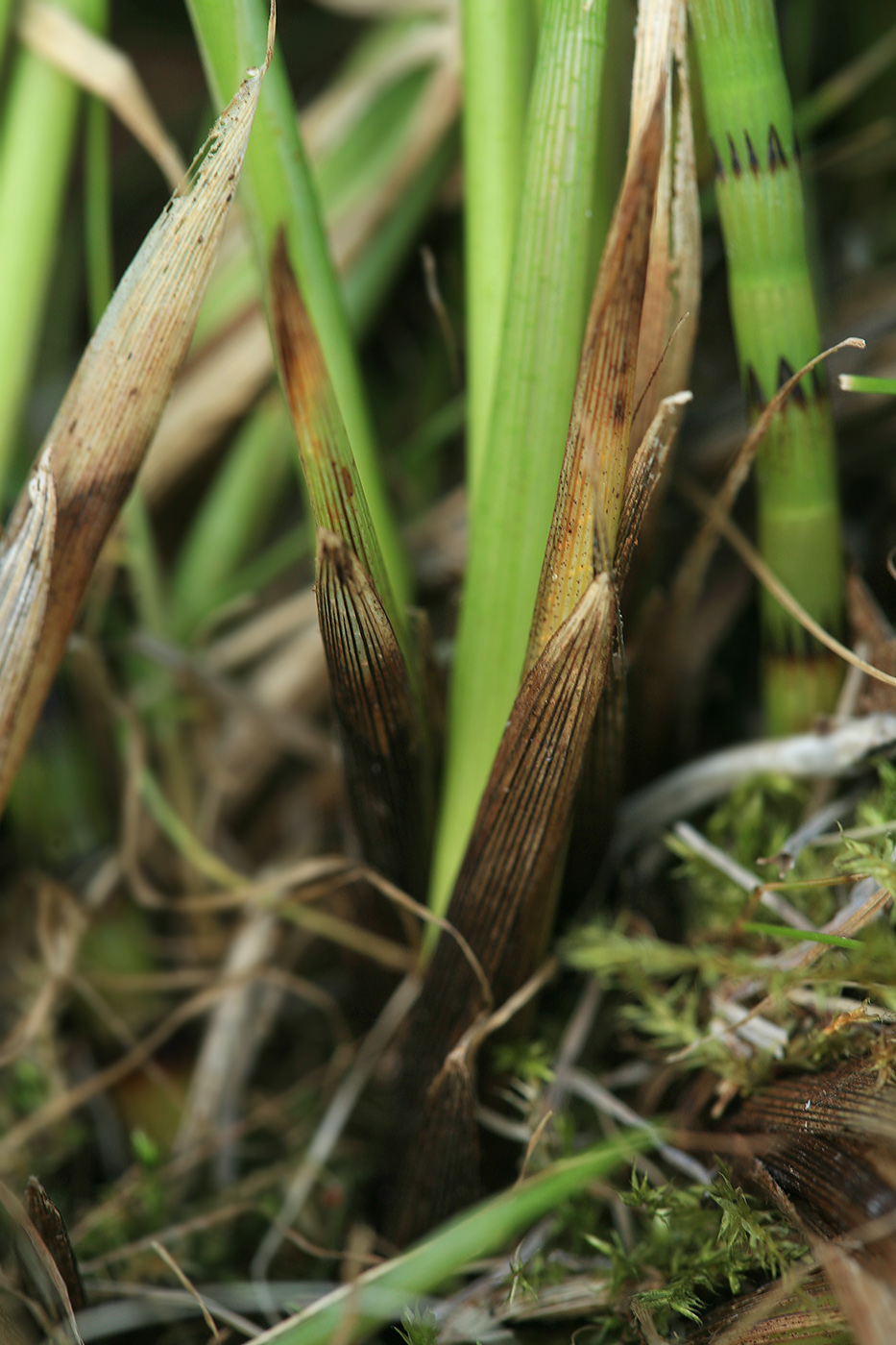 Image of Carex appropinquata specimen.