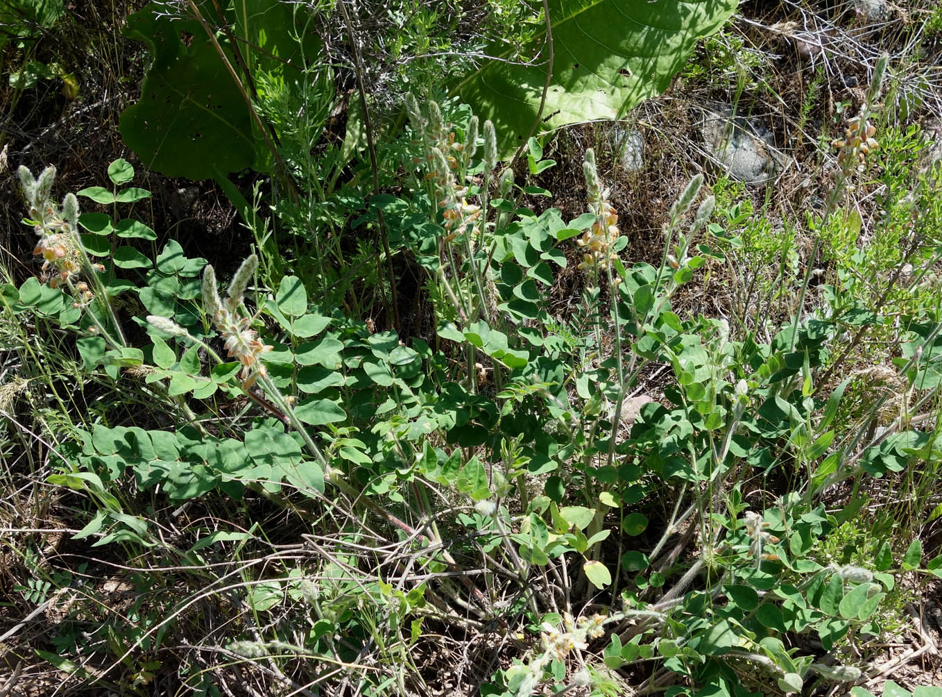 Image of Onobrychis chorassanica specimen.