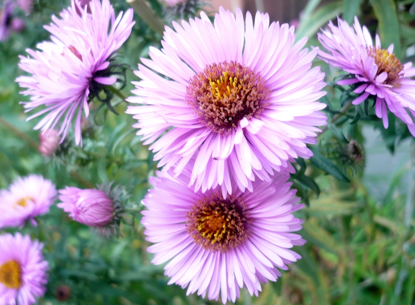 Image of Symphyotrichum novae-angliae specimen.