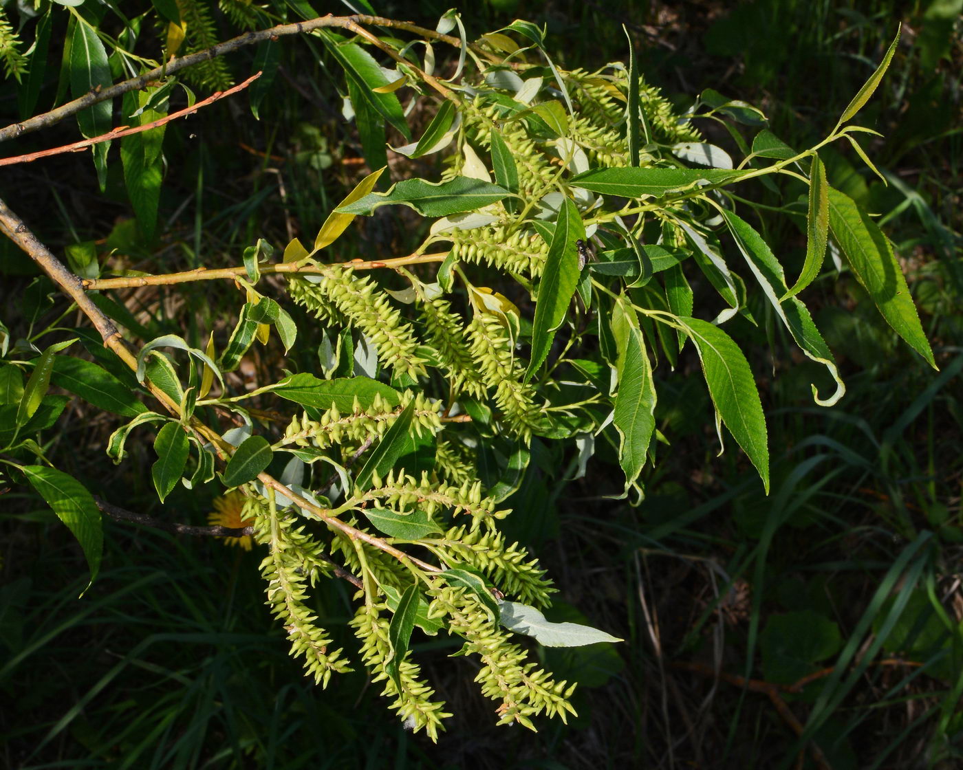 Изображение особи Salix triandra.