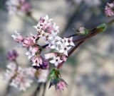 Asperula lipskyana