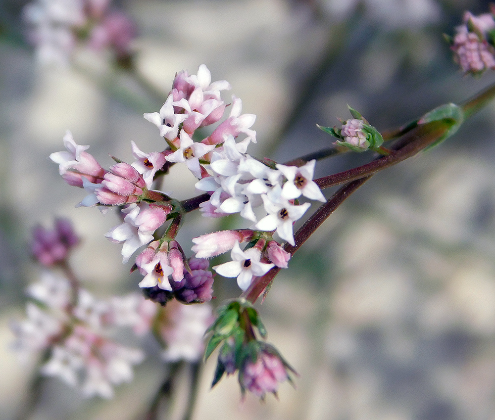 Image of Asperula lipskyana specimen.