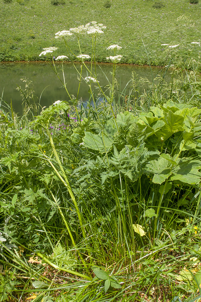 Image of Chaerophyllum aureum specimen.