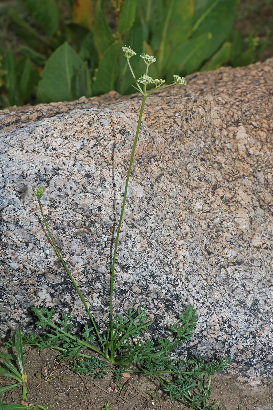 Image of Aulacospermum multicaule specimen.