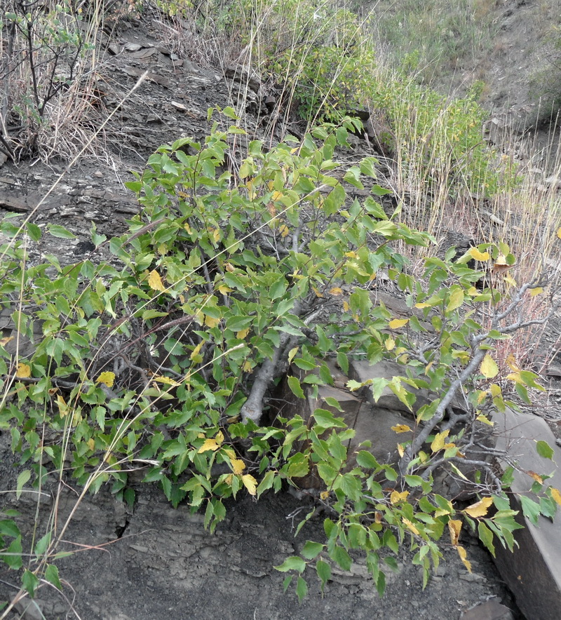 Image of Celtis caucasica specimen.