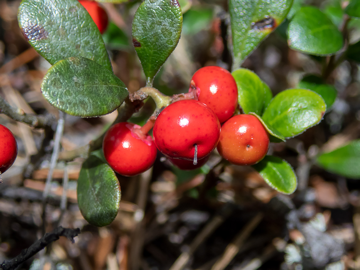 Image of Arctostaphylos uva-ursi specimen.