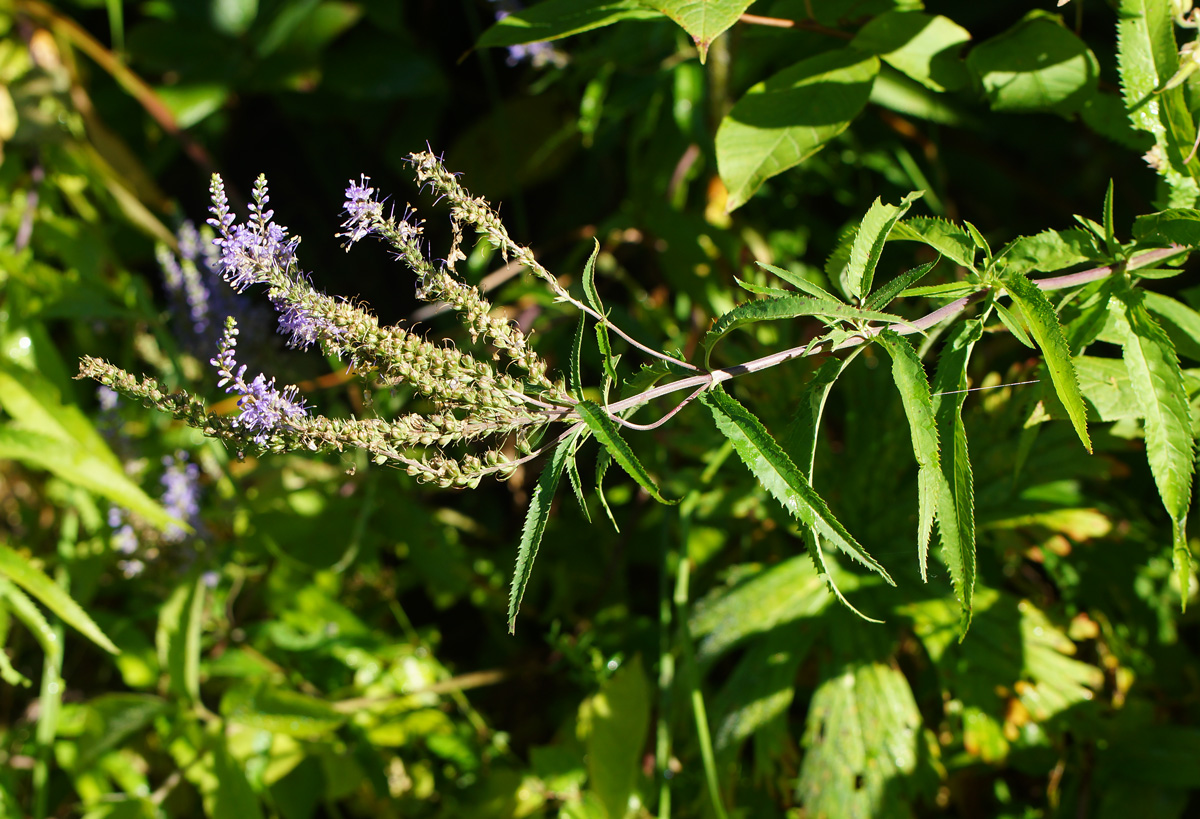 Image of Veronica longifolia specimen.