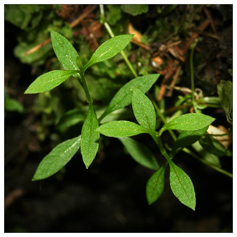 Изображение особи Stellaria longifolia.