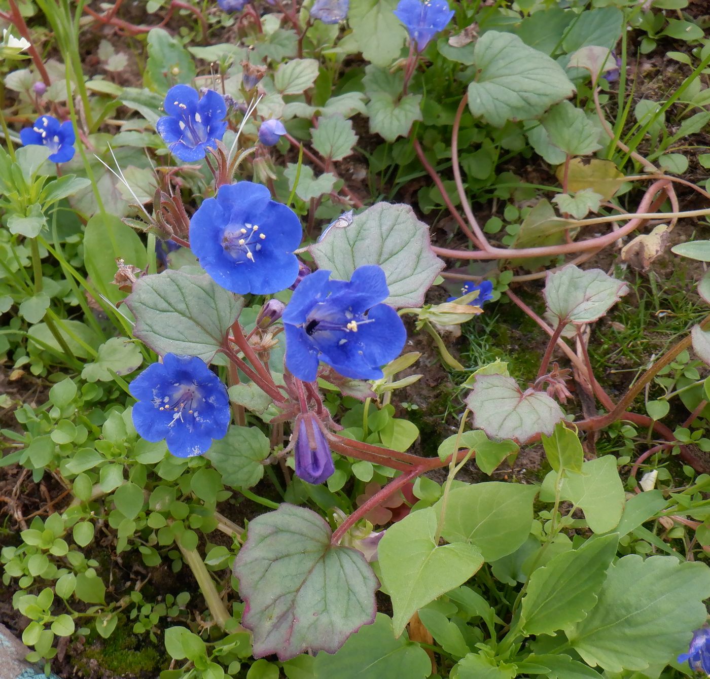 Image of Phacelia campanularia specimen.