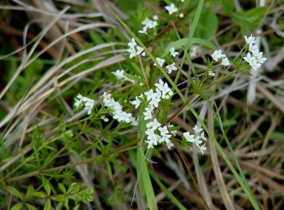 Изображение особи Galium uliginosum.