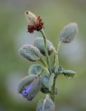 Meconopsis betonicifolia. Соцветие с бутонами и отцветшим цветком. Санкт-Петербург, парк Ботанического сада БИН РАН, в культуре. 01.07.2021.