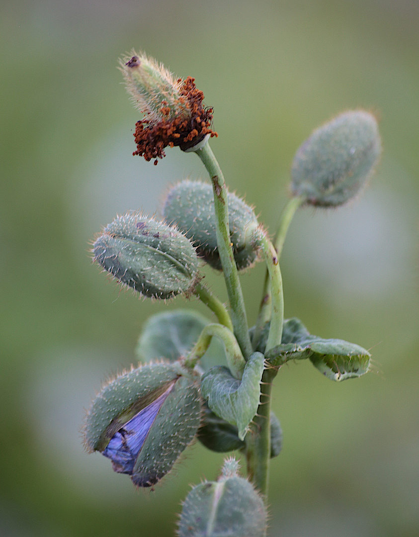 Image of Meconopsis betonicifolia specimen.