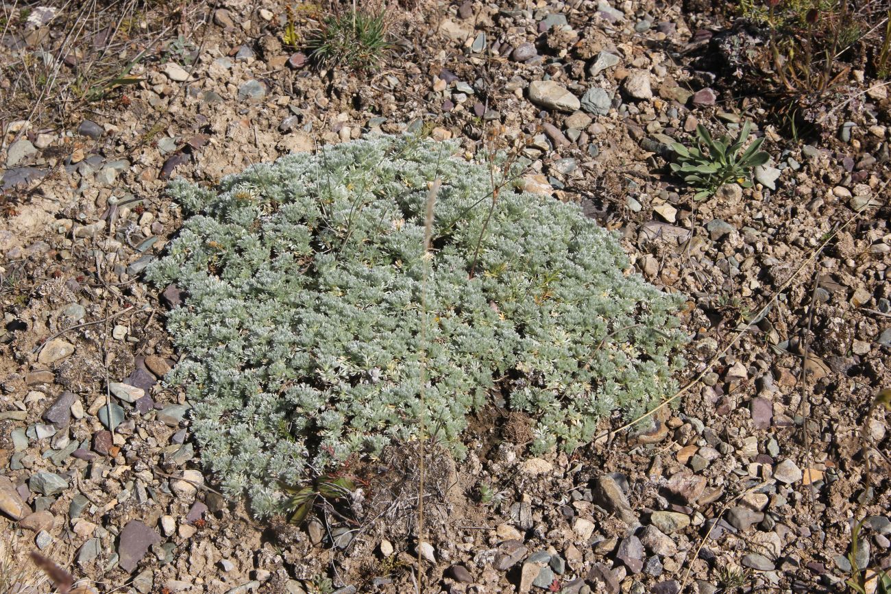 Image of genus Artemisia specimen.