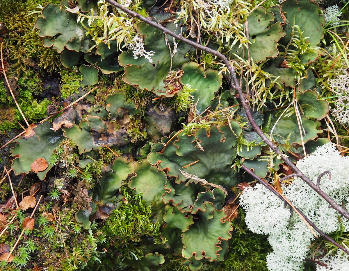 Image of Peltigera elisabethae specimen.