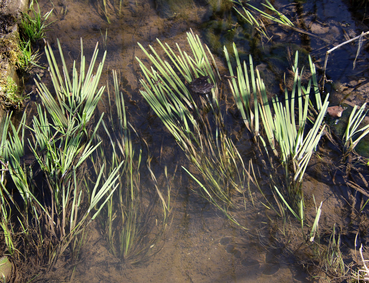 Image of Glyceria fluitans specimen.