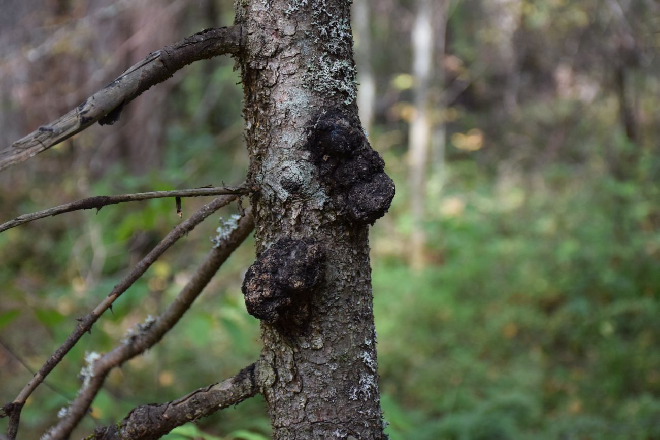 Image of Picea abies specimen.