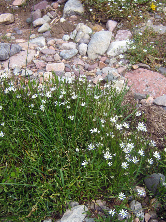 Изображение особи Stellaria soongorica.