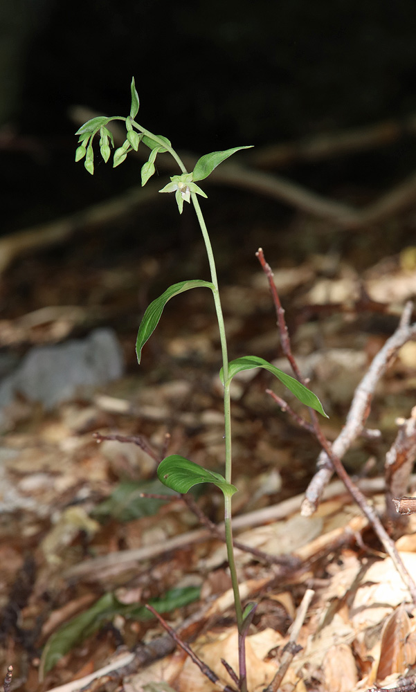 Изображение особи Epipactis persica.