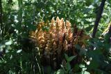 Orobanche