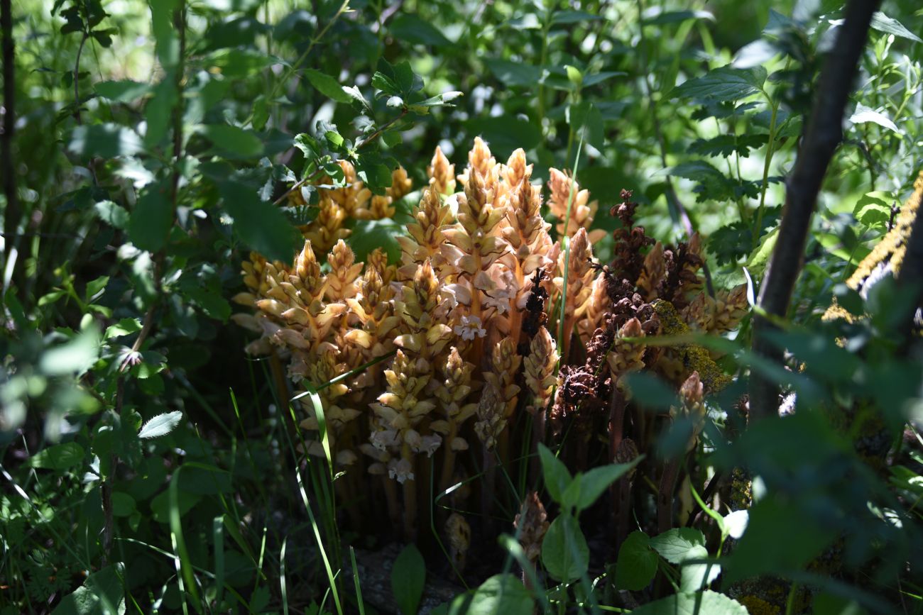 Image of genus Orobanche specimen.