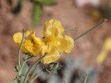 Glaucium flavum. Цветки и незрелые плоды. Турция, г. Анталья, парк у Дюденского водопада, обочина дороги. 22.08.2022.