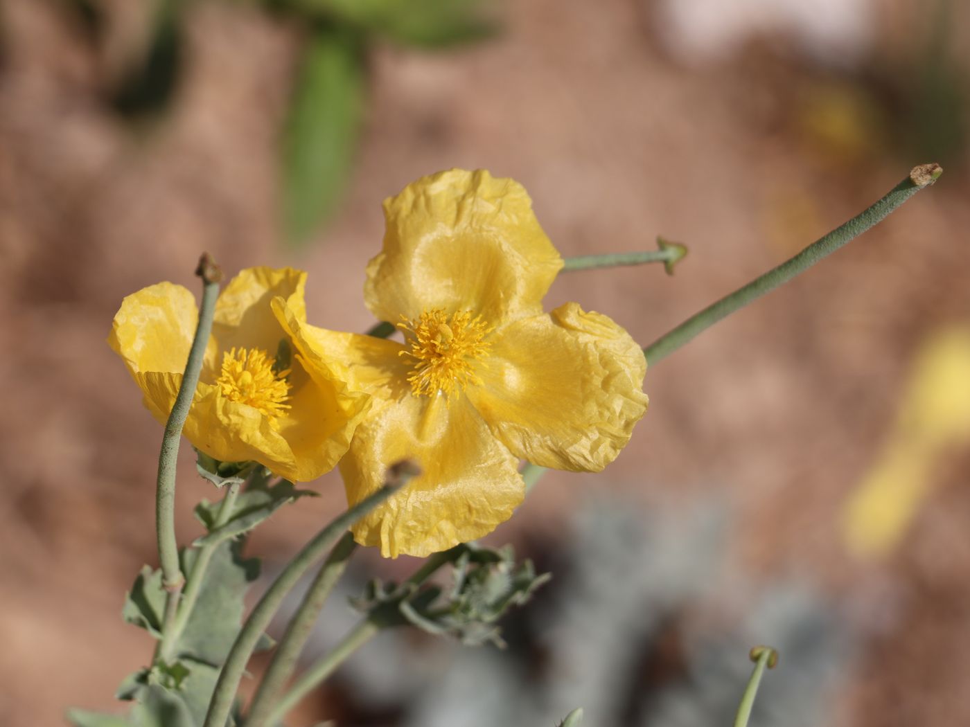 Изображение особи Glaucium flavum.