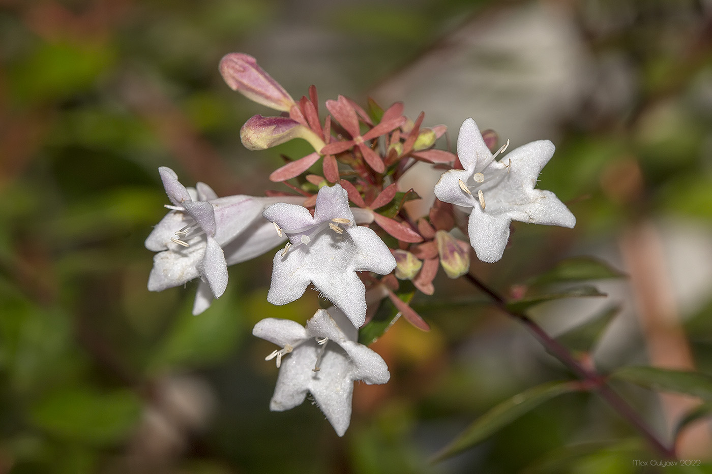 Image of Abelia &times; grandiflora specimen.