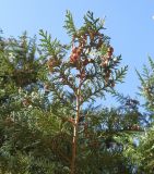 Смотреть изображение Chamaecyparis lawsoniana