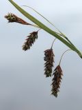 Carex paupercula. Соплодия, частично поражённые головнёвым грибом, и присоцветный лист. Мурманская обл., окр. г. Заозёрск, высота 314.9, долина тектонического разлома, заболоченный берег небольшого озера. 01.08.2022.