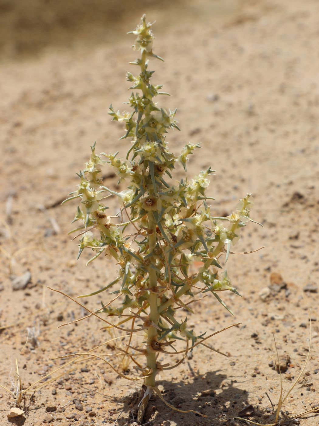 Изображение особи Salsola aperta.