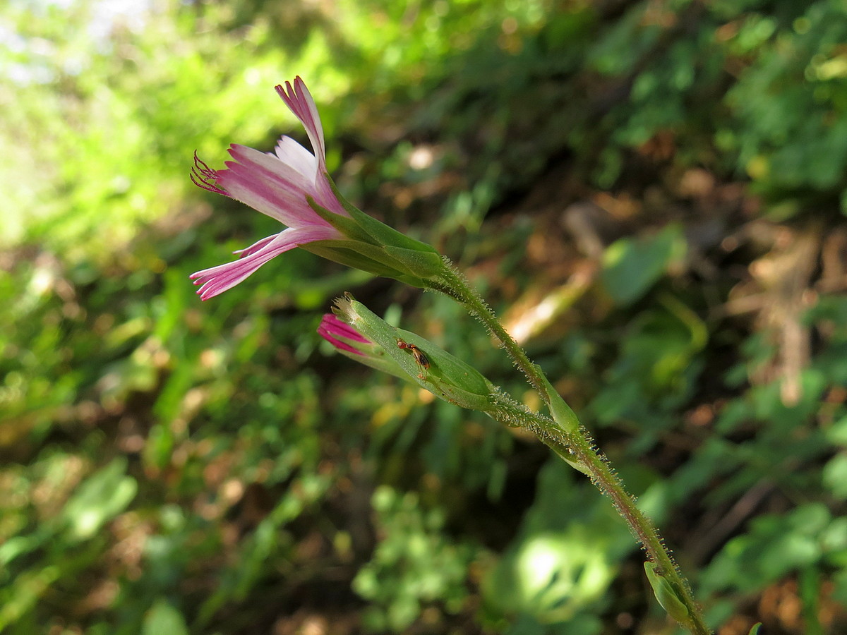 Изображение особи Cicerbita rosea.