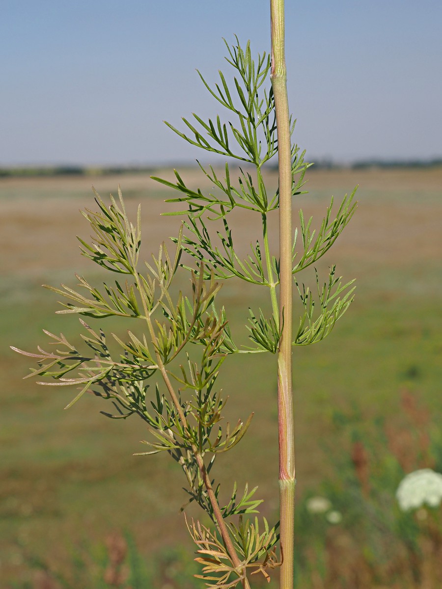 Image of Seseli annuum specimen.