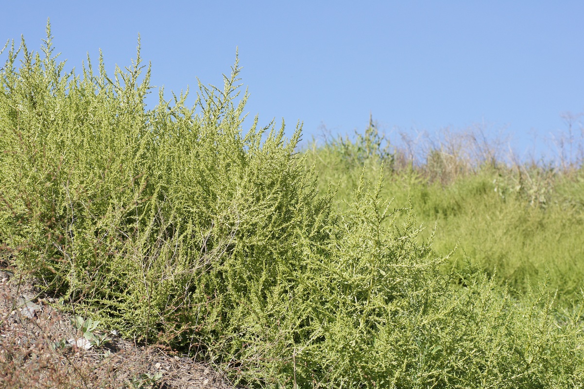 Image of Amaranthus albus specimen.