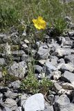 Papaver croceum