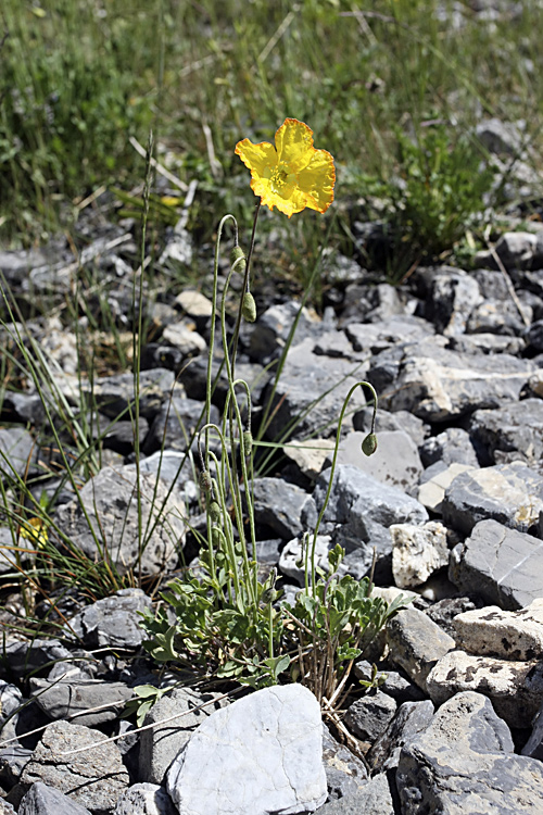 Изображение особи Papaver croceum.