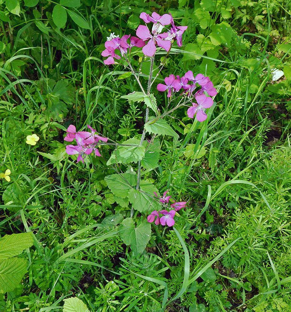 Image of Lunaria annua specimen.