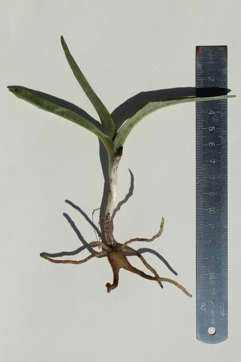 Image of Dactylorhiza baltica specimen.