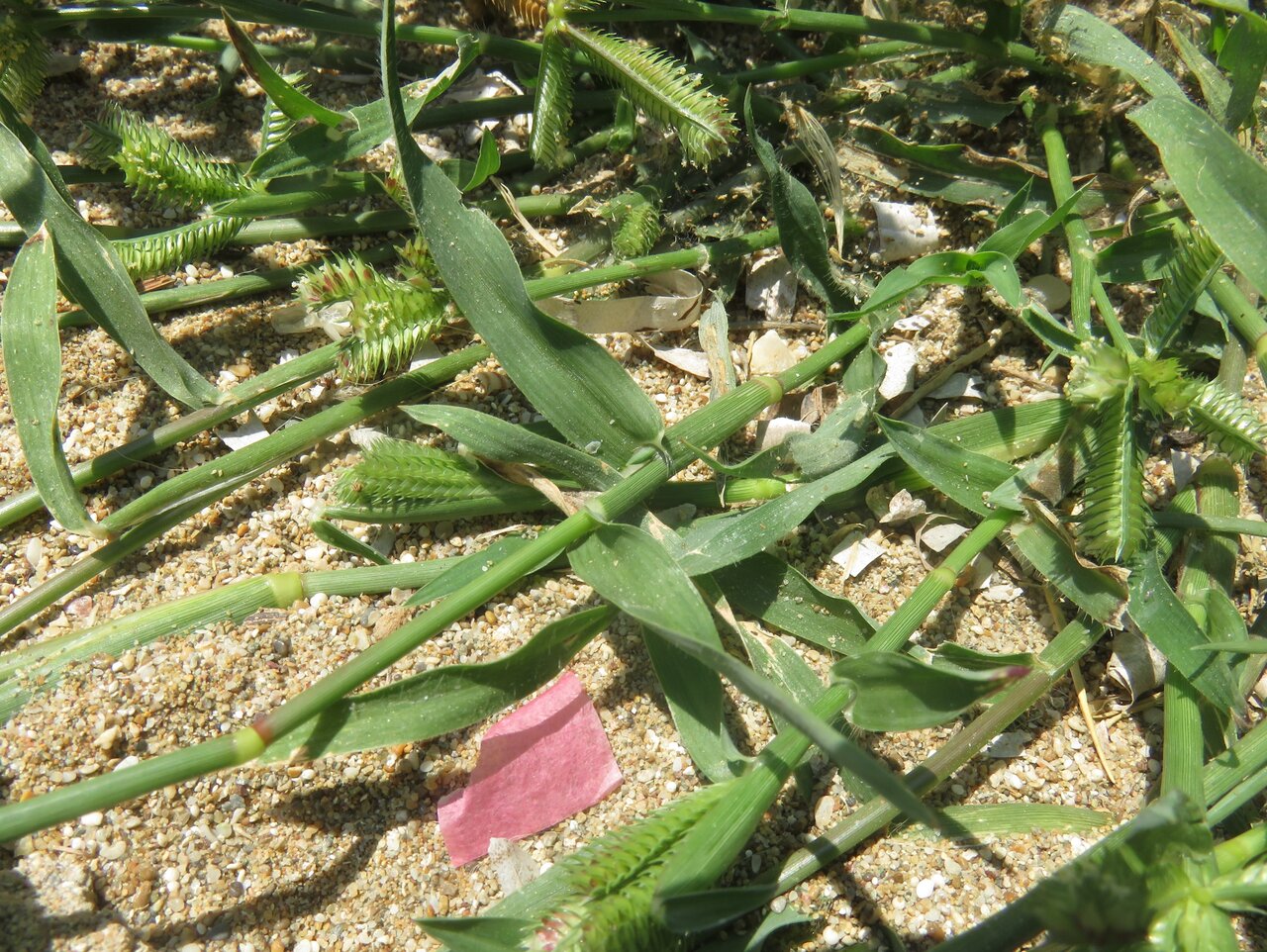 Изображение особи Dactyloctenium aegyptium.
