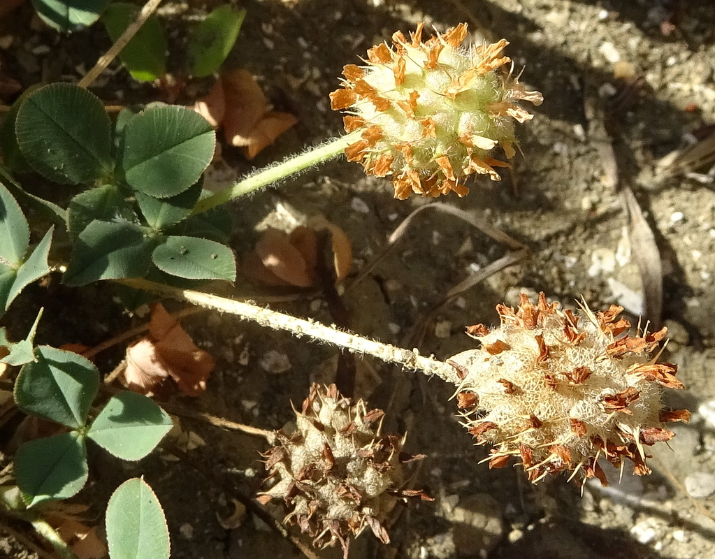 Изображение особи Trifolium bonannii.