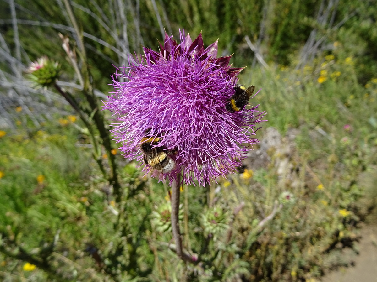 Image of genus Carduus specimen.