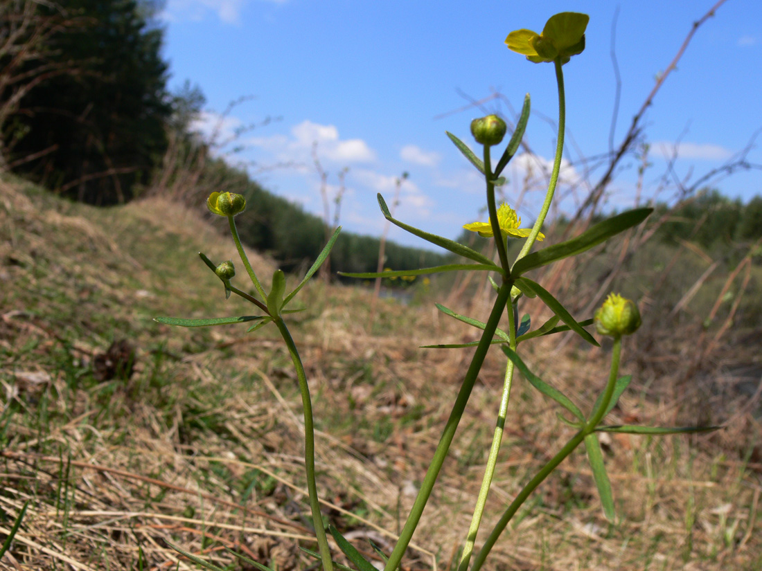 Изображение особи Ranunculus monophyllus.