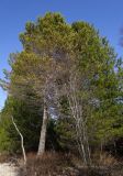 Pinus sylvestris. Взрослое дерево в окружении Pinus sibirica с подлеском из Ledum palustre. Бурятия, Кабанский р-н, берег оз. Байкал. 21.05.2023.