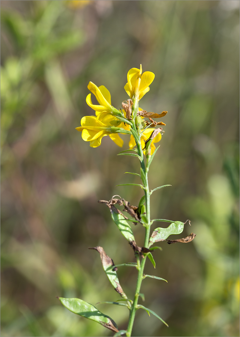 Image of familia Fabaceae specimen.