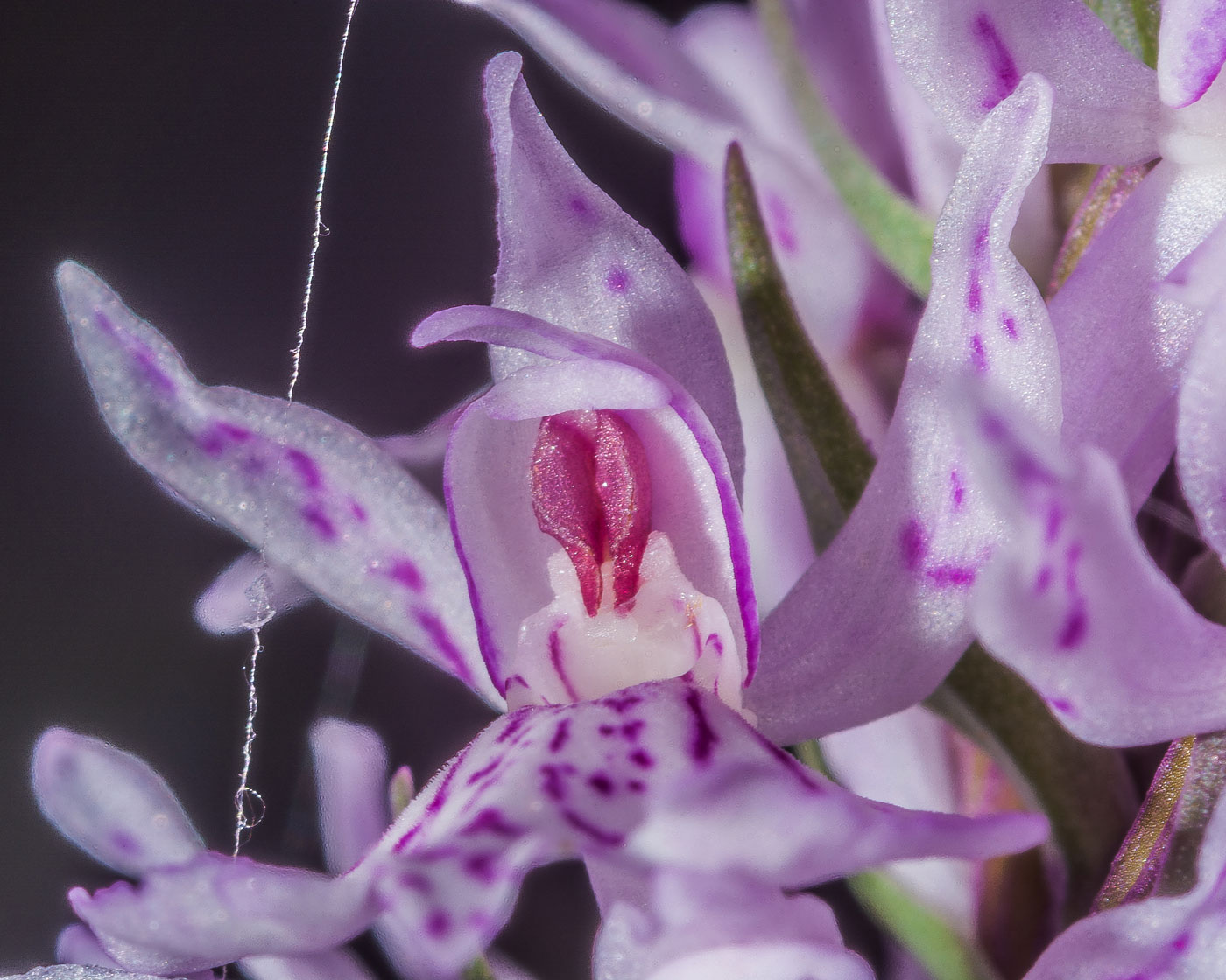 Изображение особи Dactylorhiza maculata.