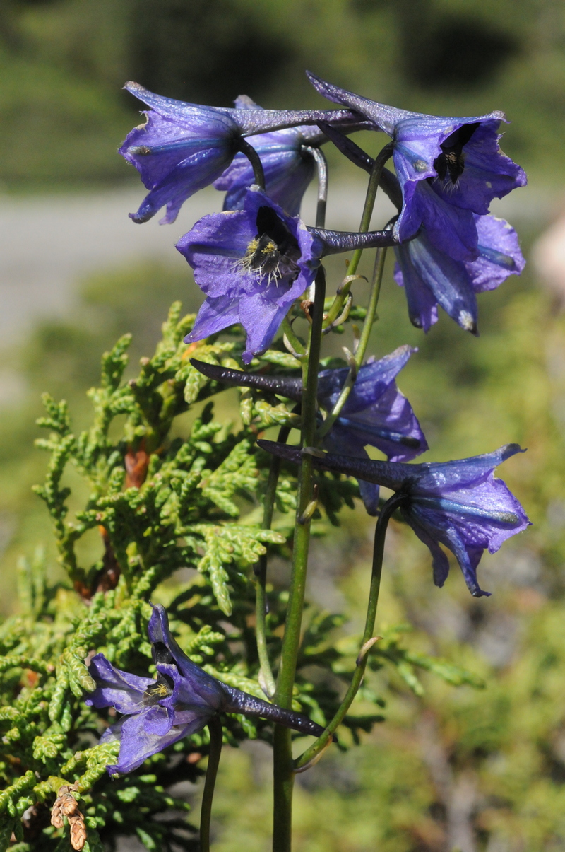 Image of Delphinium oreophilum specimen.