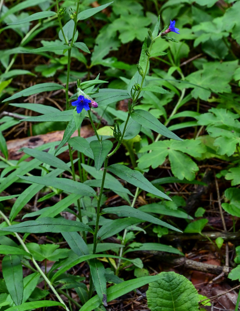 Изображение особи Aegonychon purpureocaeruleum.